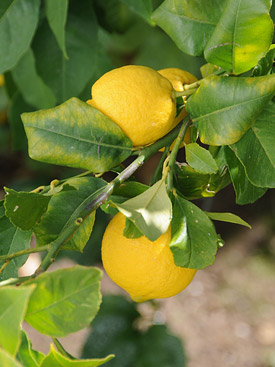 Pick your own lemons for your G&T