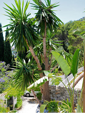 Tropical gardens at Casa Adelante